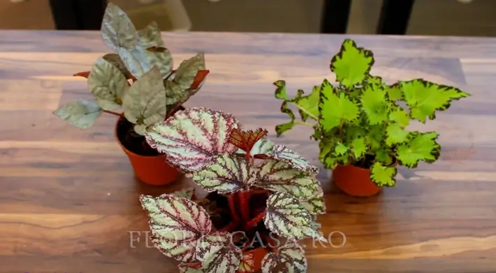 soiul Silver Begonia Silver Greenheart