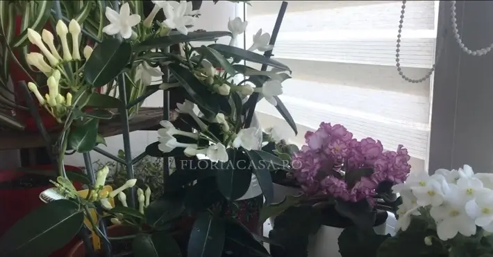 din zonele tropicale Stephanotis thoursii