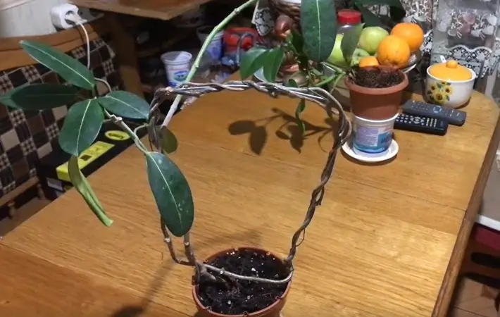 florile au căzut a cazut butoane