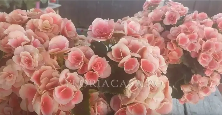 Soiul Elatior Begonia Elatior