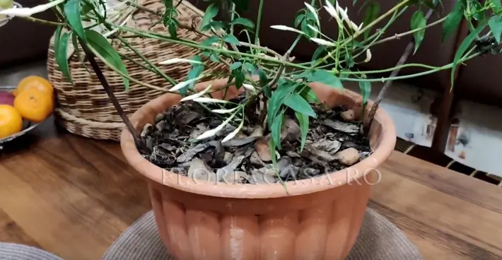 Hrănirea Fertilizare de Stephanotis