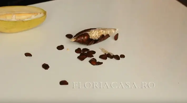 semințe de floare Seminte Iasomiei