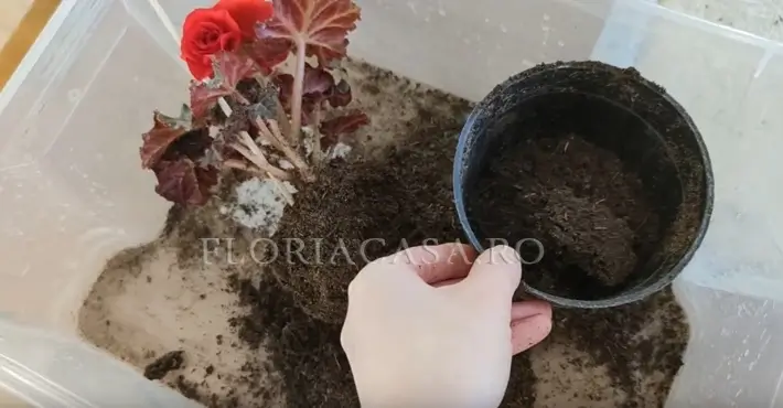 sol pentru ghiveci Solul optimal
