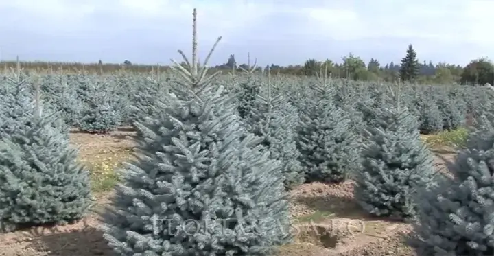 Baby Blue modul în care crește în mediul natural