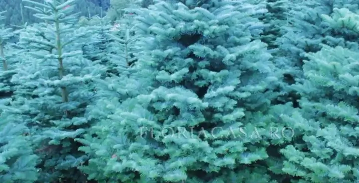 Nobilis Nobilis în natura
