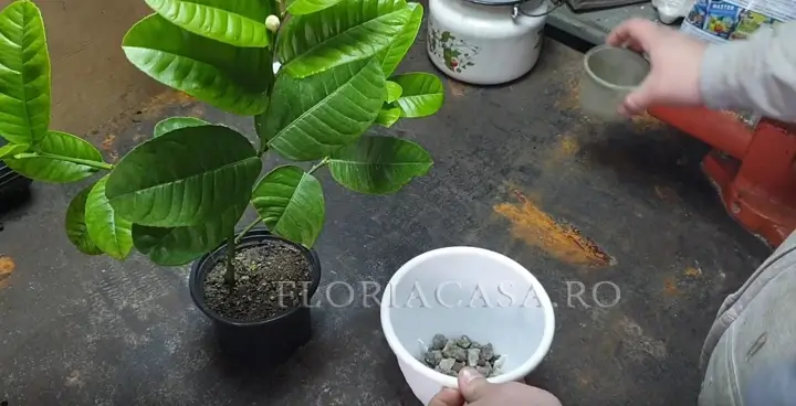 transplantare lămâilor replantare