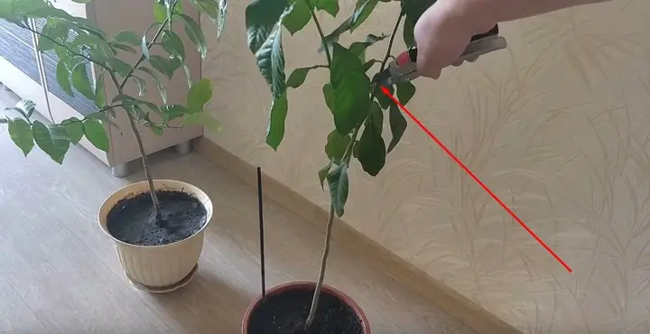 tunderea lămâilor comestibile timpul de tundere