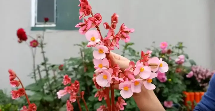 Begonia Semperflorens înflorită Flori de Begonia Semperflorens