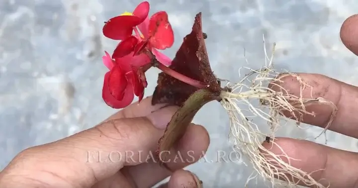 Butași de tulpină pentru înrădăcinare Butași de tulpină cu flori roșii