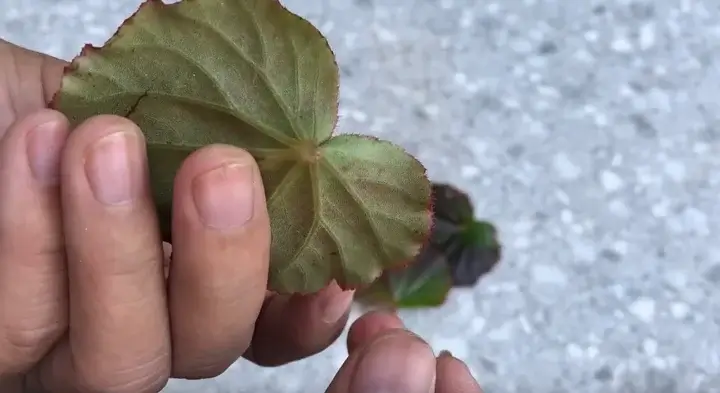Frunză pentru înmulțire Frunză de Begonia