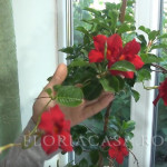 Dipladenia