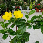 Galbena