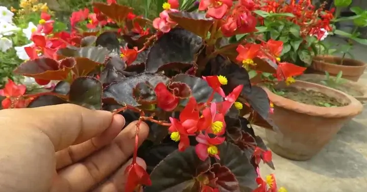 Tehnici de îngrijire Îngrijirea plantelor de Begonia