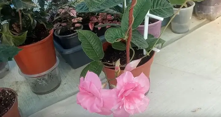 Floare dublă roz în ghiveci Mandevilla dublă roz în ghiveci
