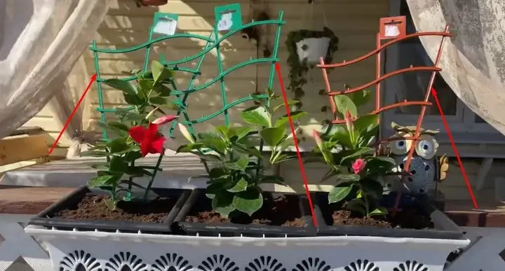 Sprijinirea creșterii plantelor Plante ornamentale susținute de spaliere colorate