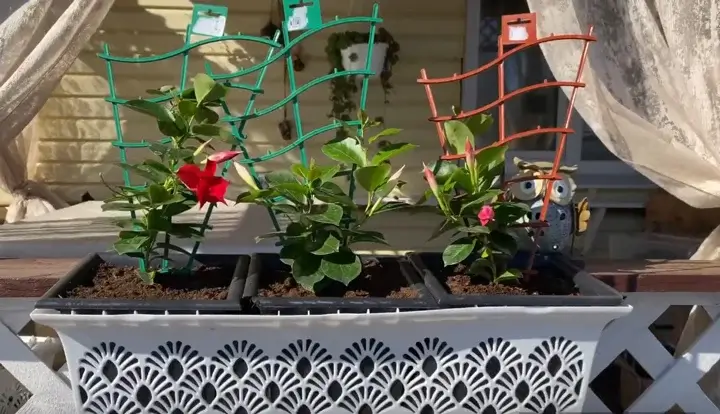 Plante decorative pe balcon Dipladenia pe balcon