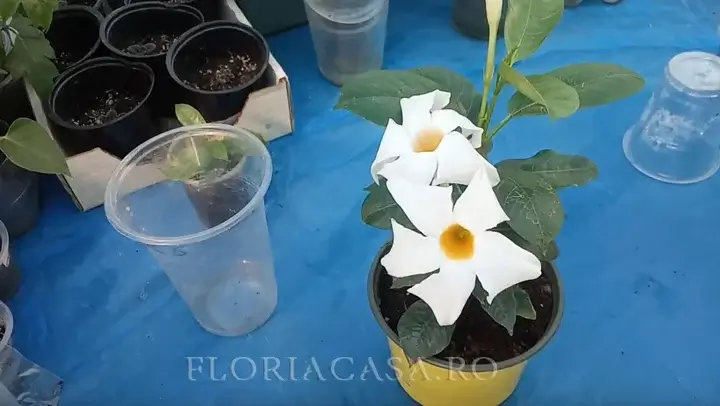 albă Mandevilla albă în ghiveci