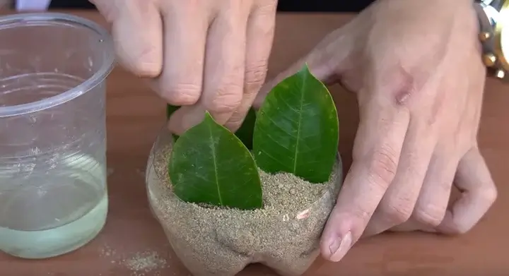 Din Frunze Frunze verzi pregătite pentru plantare