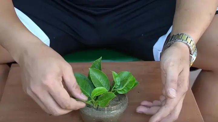 plantare a frunzelor verzi Procesul de plantare