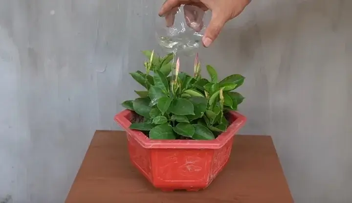 după fertilizare Udarea plantei după fertilizare