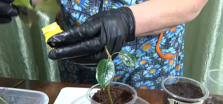 Înrădăcinare în apă Răsad de plantă cu frunze verzi