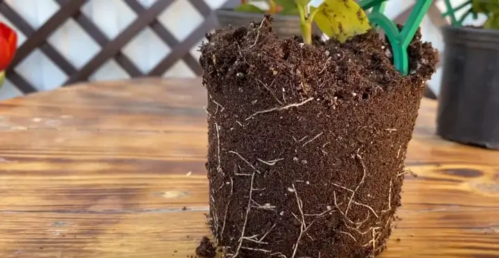 Propagarea si transplantarea Mutarea unei plante tinere