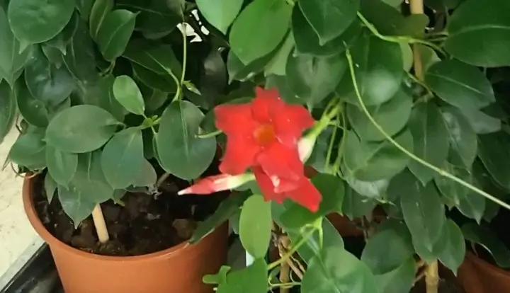 Florile roșii înfrumusețează spațiul Iasomia Braziliană vibrantă într-un ghiveci