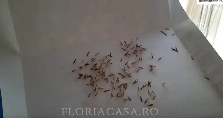 Pregătirea semințelor pentru plantare Semințe mici