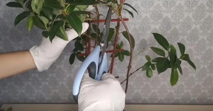 Întreținerea plantelor prin tăiere Tăierea ramurilor