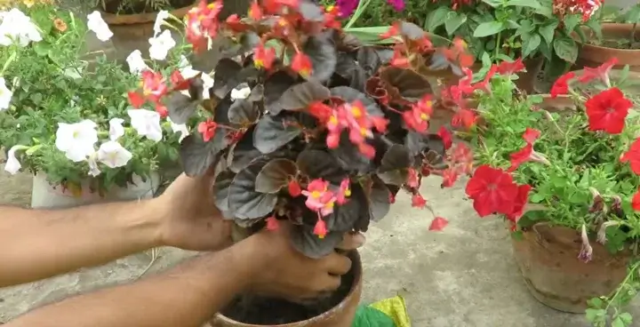 Procesul de replantare a unei plante de Begonia Replantarea unei Begonii
