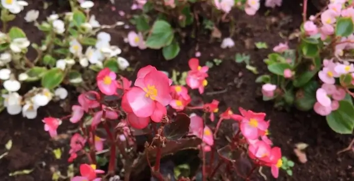 Diverse soiuri Soiuri de Begonia