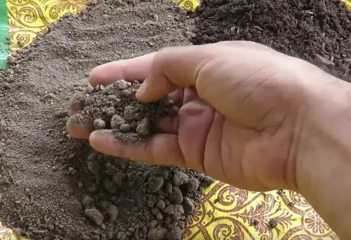 Amestec de sol pentru cultivarea Sol pentru Begonia