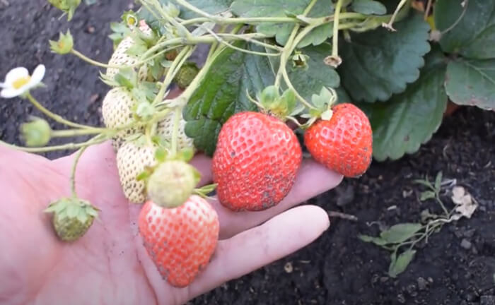 Soiuri de căpșuni care produc fructe pe tot parcursul anului căpșuni remontante